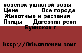 совенок ушастой совы › Цена ­ 5 000 - Все города Животные и растения » Птицы   . Дагестан респ.,Буйнакск г.